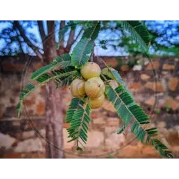 Natures Amla Plant